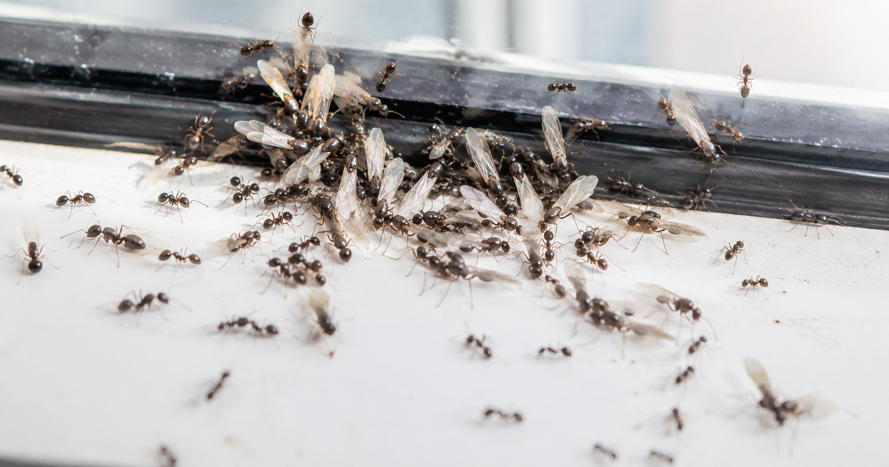 Invasion de fourmis volantes : pourquoi ce phénomène revient chaque été ?