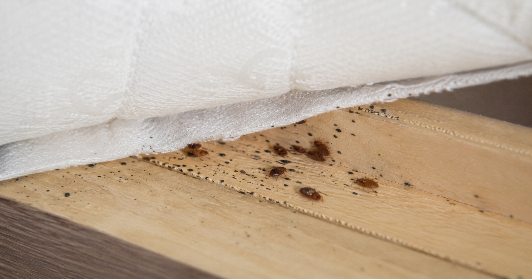 Comment savoir si on a des punaises de lit ? 