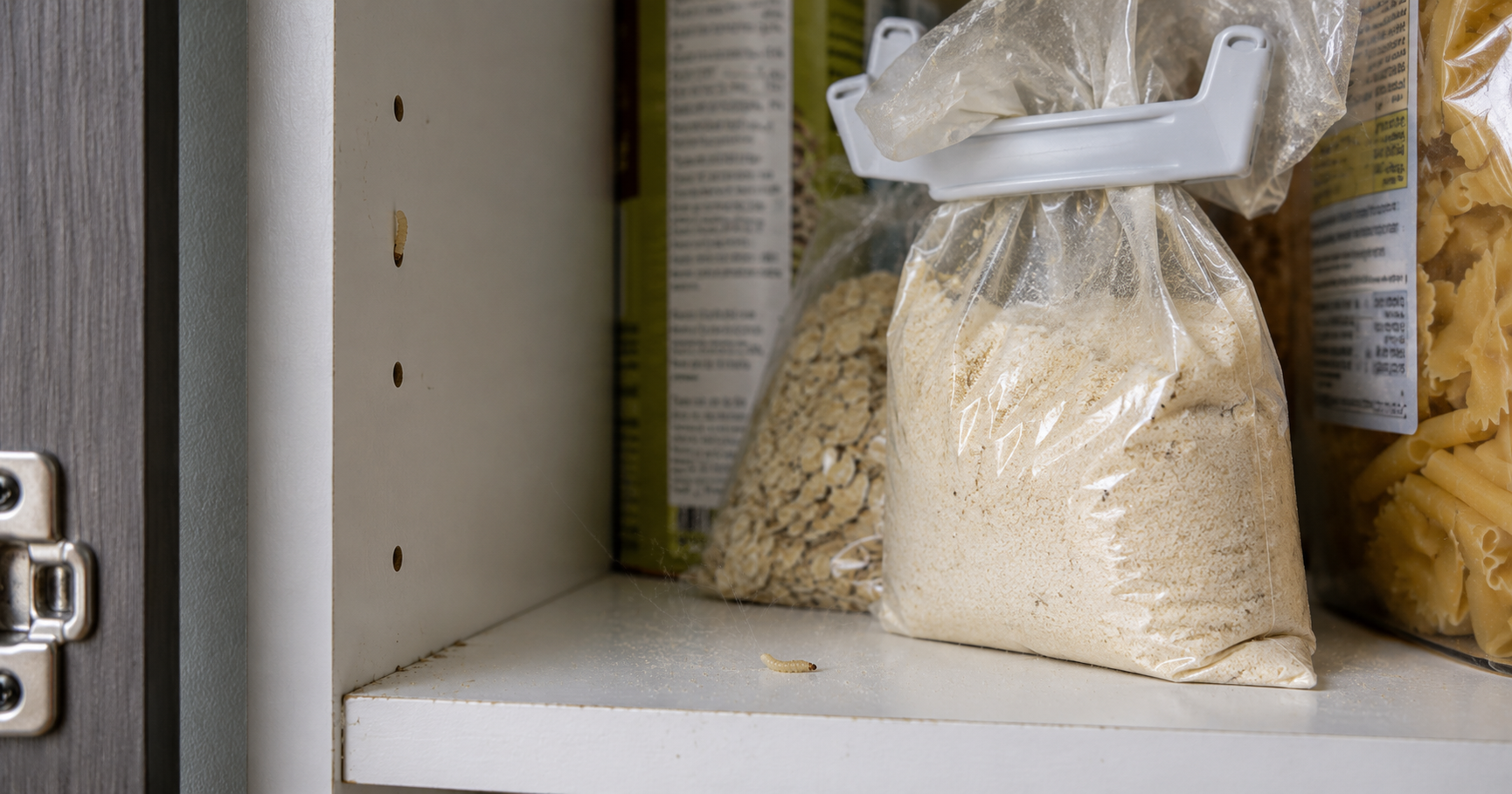 Larves de mites : identification et traitement cuisine