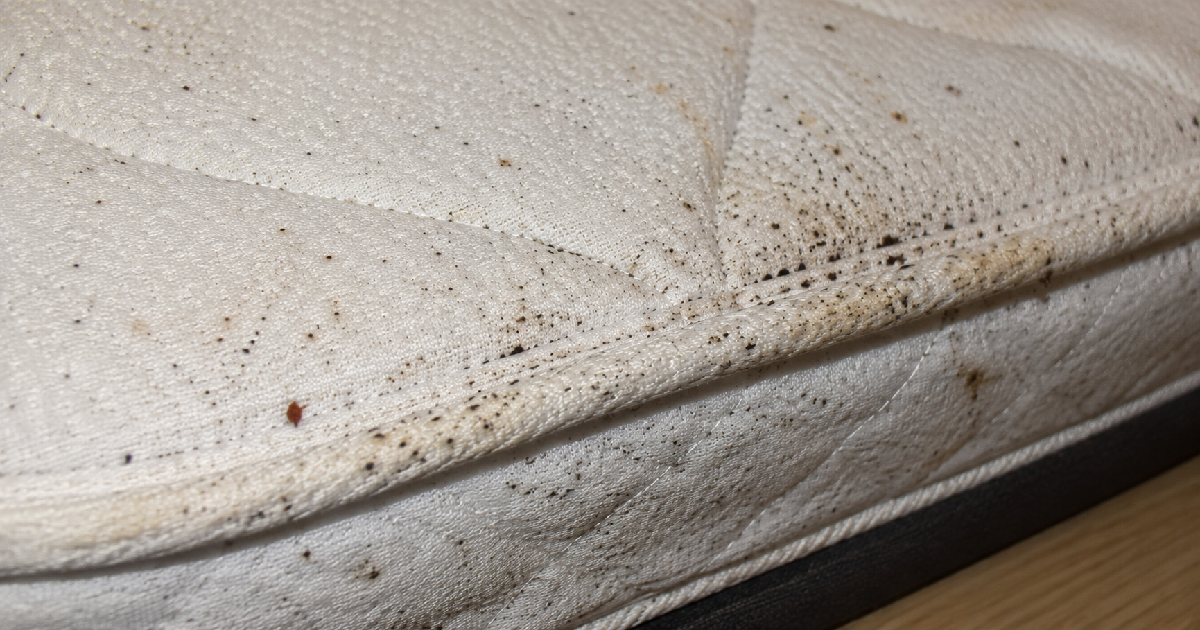 Traces de punaises de lit : photos mur, draps — guide complet