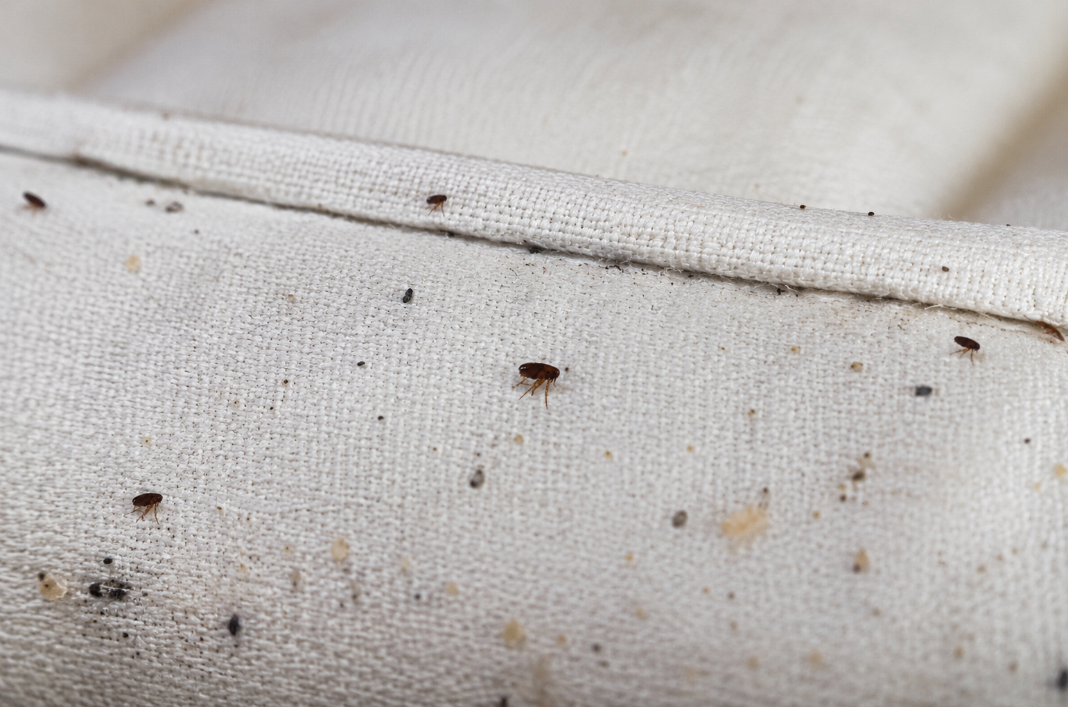 Puces de lit : piqûres, identification et traitement