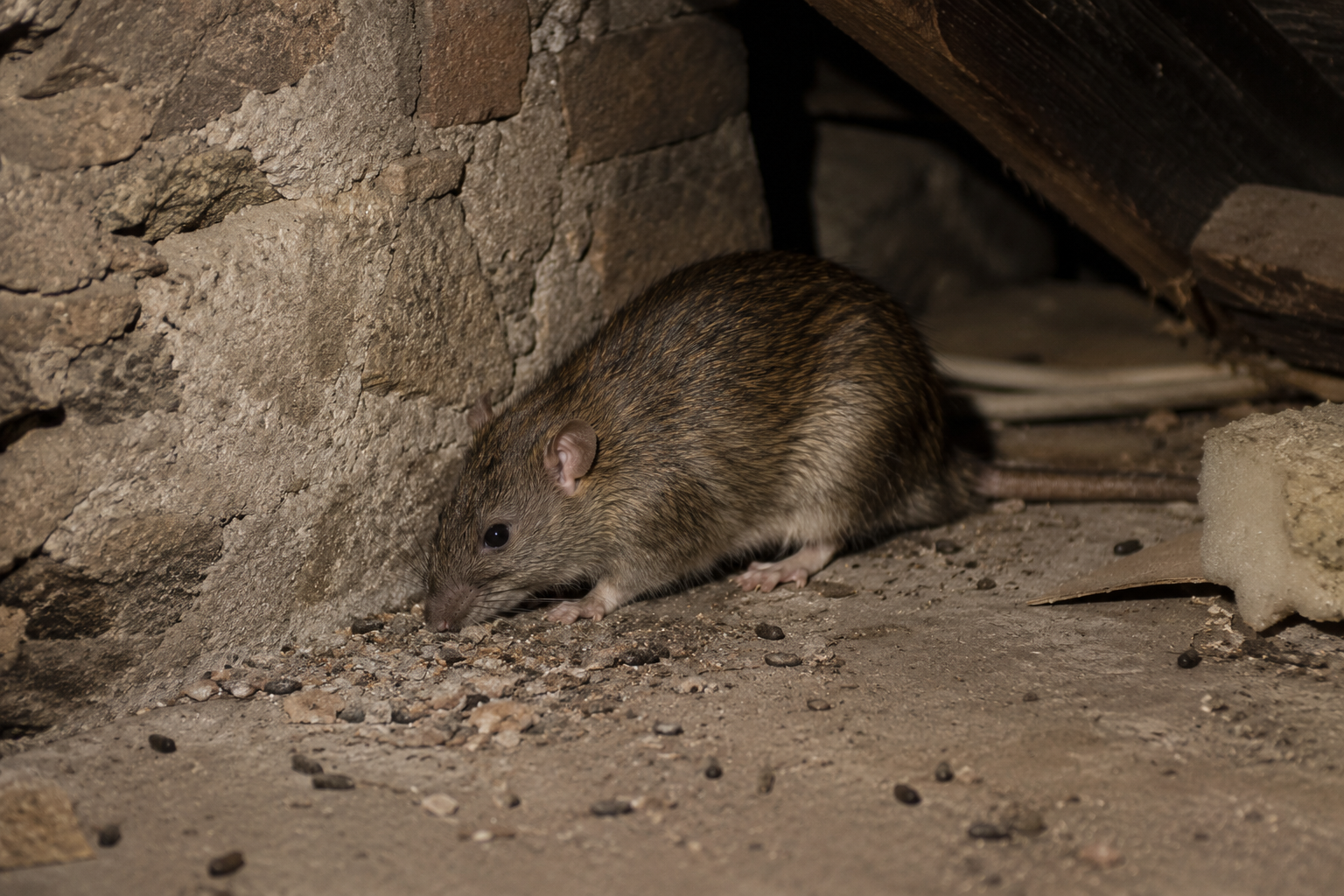 Surmulot (rat brun) : identification, risques et dératisation