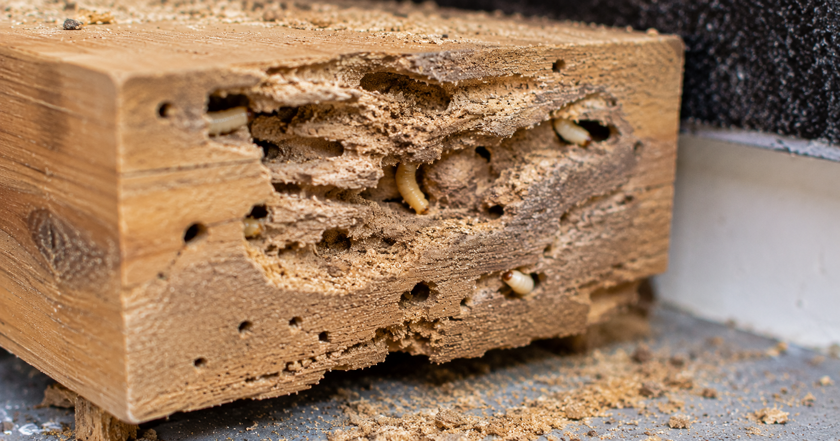 Insecte xylophage : diagnostic complet et traitement du bois