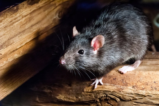 Rats : comment évaluer le niveau d’infestation ?