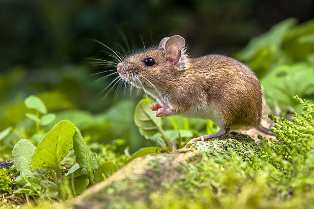 Comment savoir si vous avez des rats ou des souris à la maison ?